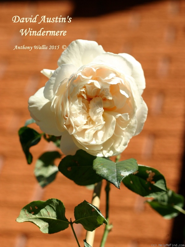 'Windermere (shrub, Austin, 2007)' rose photo