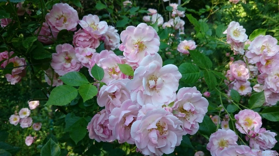'Pink Skyliner' rose photo