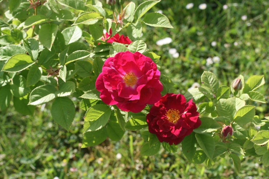 'Aschersoniana' rose photo