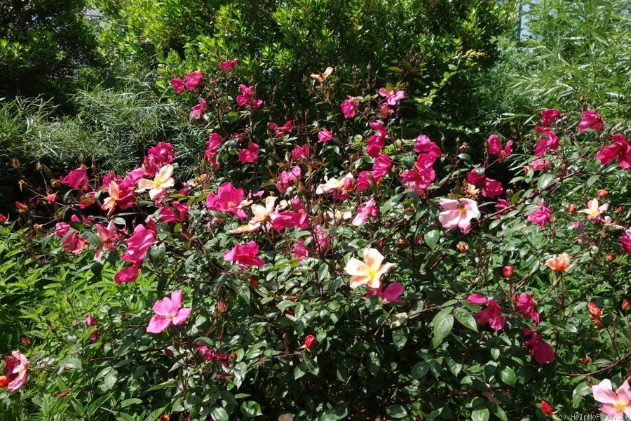 '<i>Rosa mutabilis</i> Correvon synonym' rose photo