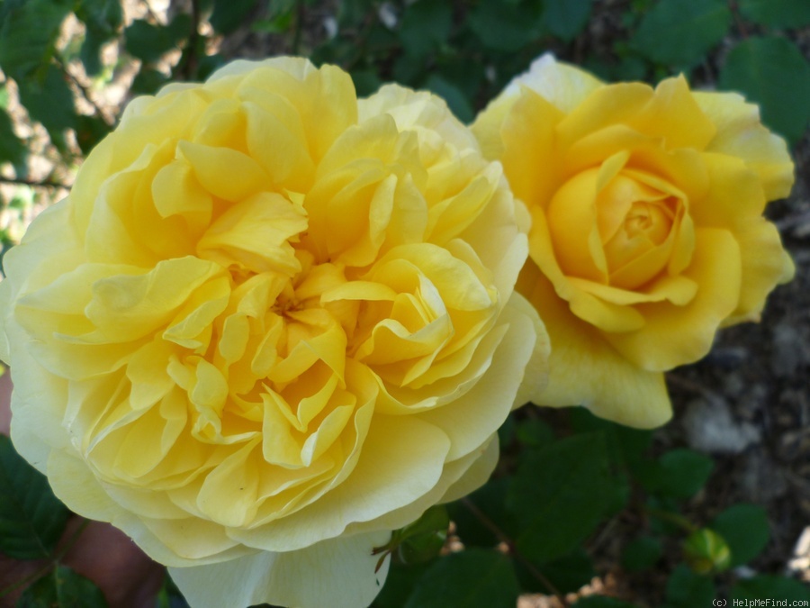 'The Poet's Wife ™' rose photo