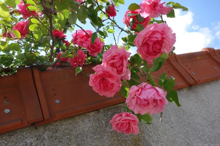 'Neige Rose' rose photo