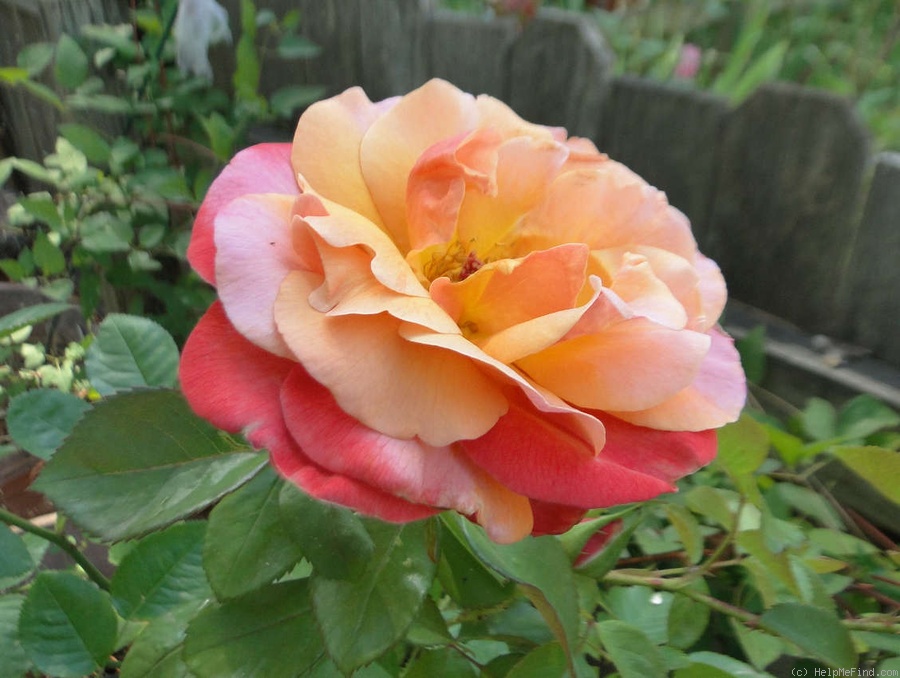 'Colorific (floribunda, Carruth 2009)' rose photo