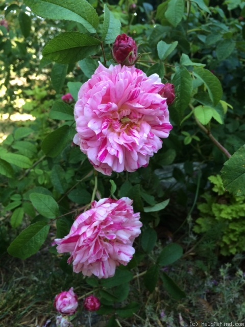 'Perle des Panachées' rose photo