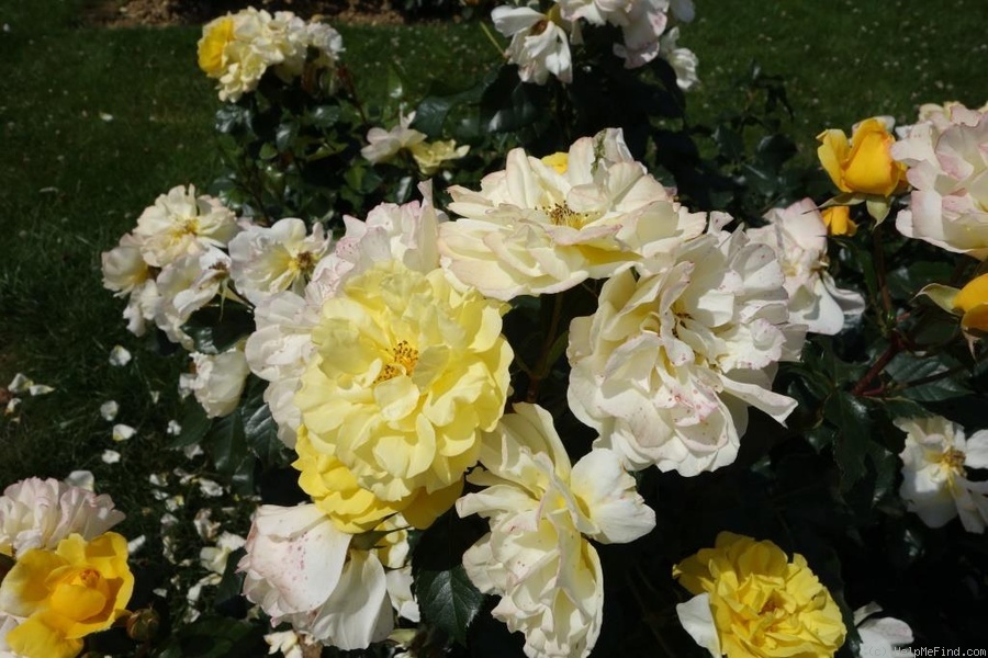 'Académie d'Orléans ®' rose photo