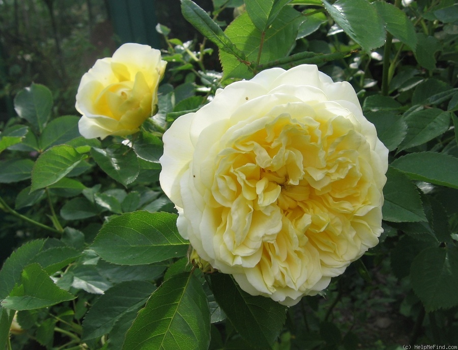 'The Pilgrim ®' rose photo