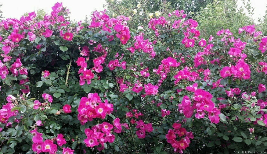 'William Booth' rose photo