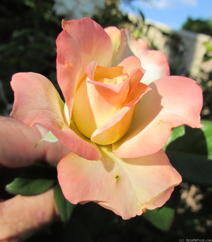 'Helga's Quest ™' rose photo