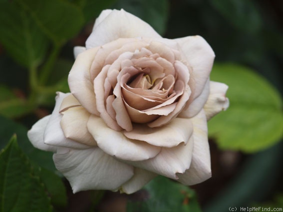 'Grey Dawn' rose, click to enlarge 'Grey Dawn' rose photo