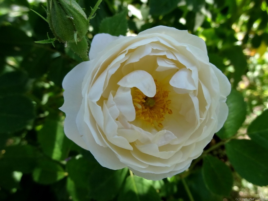'Ariana' rose photo