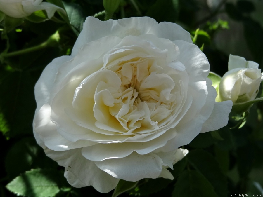 'Madame Legras de St. Germain' rose photo