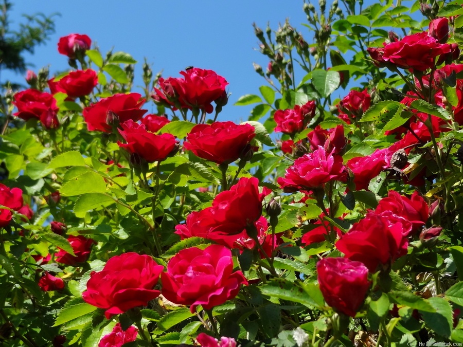 'Sympathie ®' rose photo