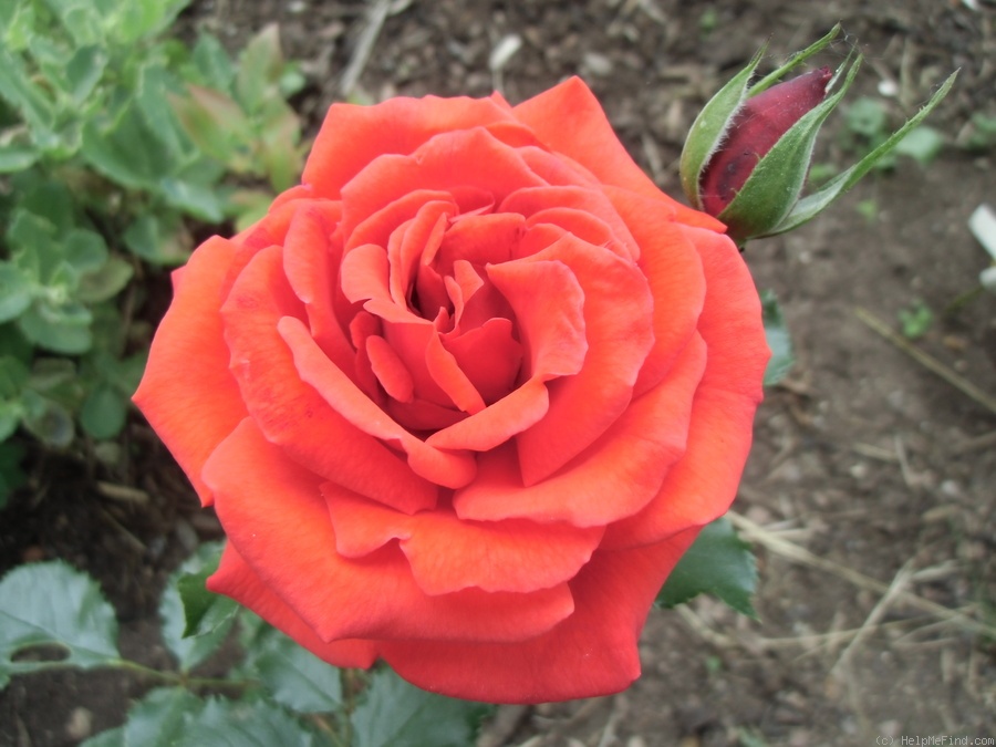 'Pilurett' rose photo