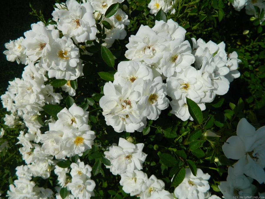 'Innocencia ® (floribunda, Kordes 1987)' rose photo