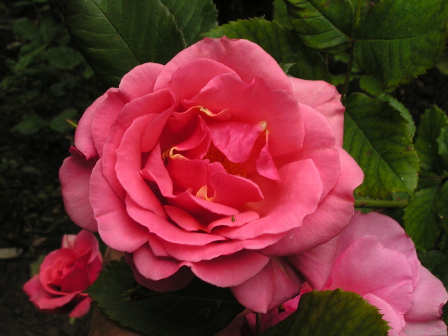 '12 Westerland OP 06' rose photo