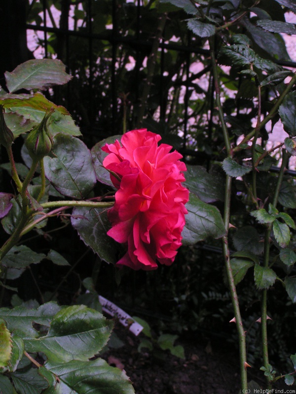 'Monique Chiffon' rose photo