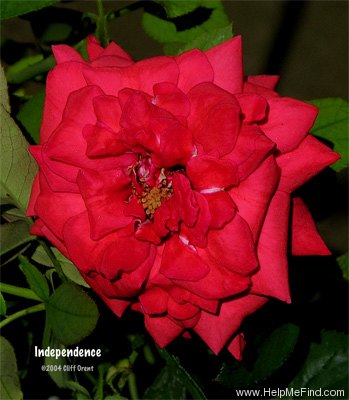 'Independence' rose photo