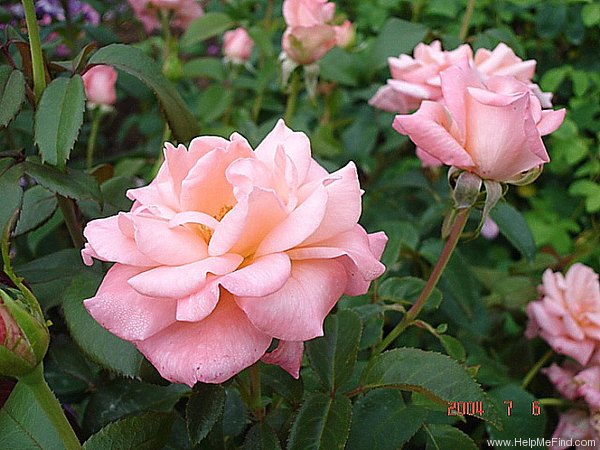 'Paris de Yves St. Laurent ™' rose photo