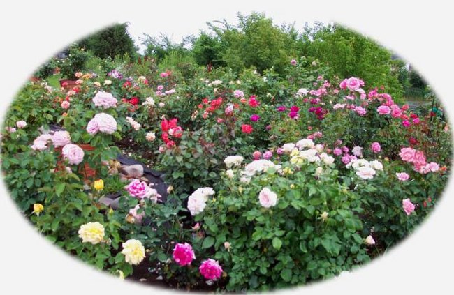 'Mark Vollmer's Rose Garden'  photo