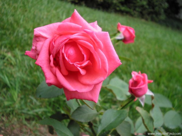 'Montezuma (grandiflora, Swim 1954)' rose photo