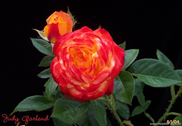 'Judy Garland' rose photo