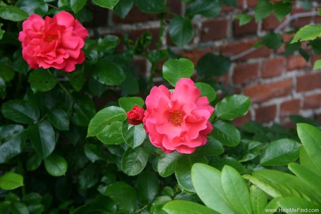 'Schleswig 87' rose photo