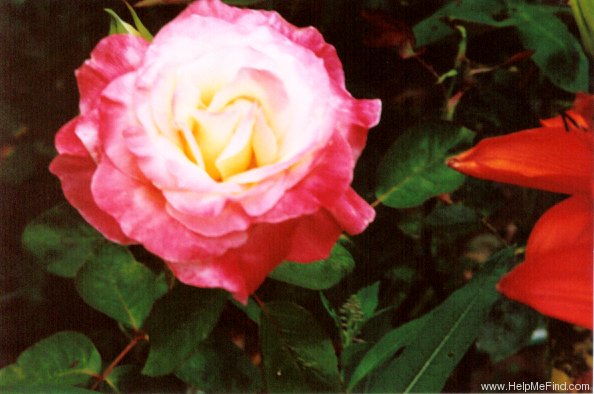 'Princess Diana' rose photo