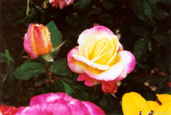 'French Perfume' rose photo