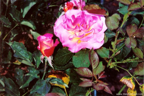 'Granada (hybrid tea, Lindquist, 1963)' rose photo
