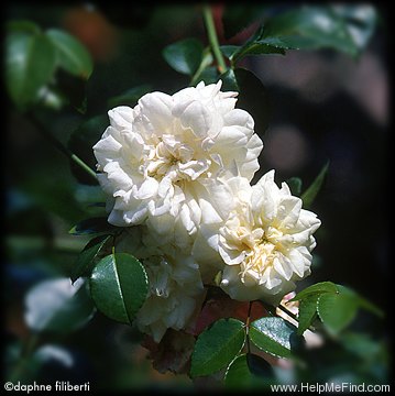 'La Perle (hybrid wichurana, Fauque, 1904)' rose photo