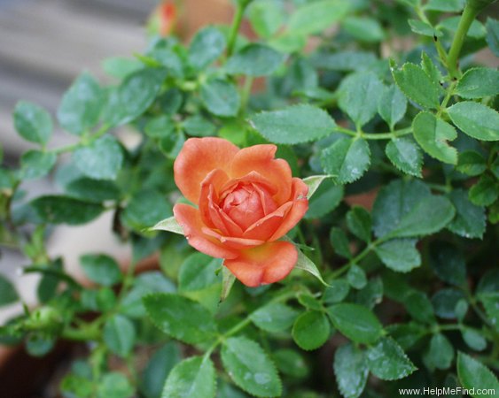 'Bambino ™ (miniature, Saville 1997)' rose photo