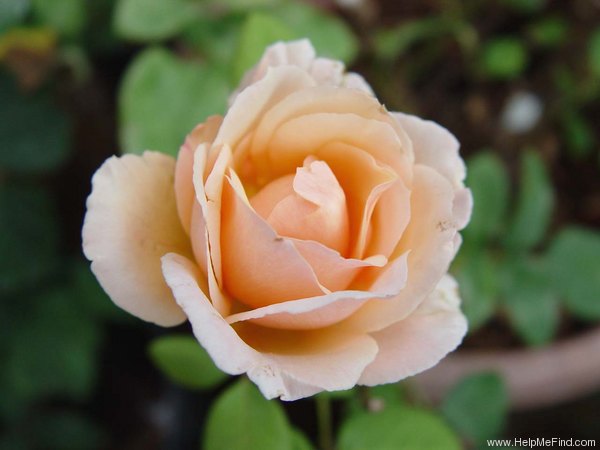 'Mary-Jean' rose photo