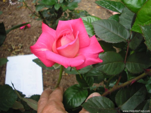 'Picture Perfect (hybrid tea, Wambach 1990)' rose photo