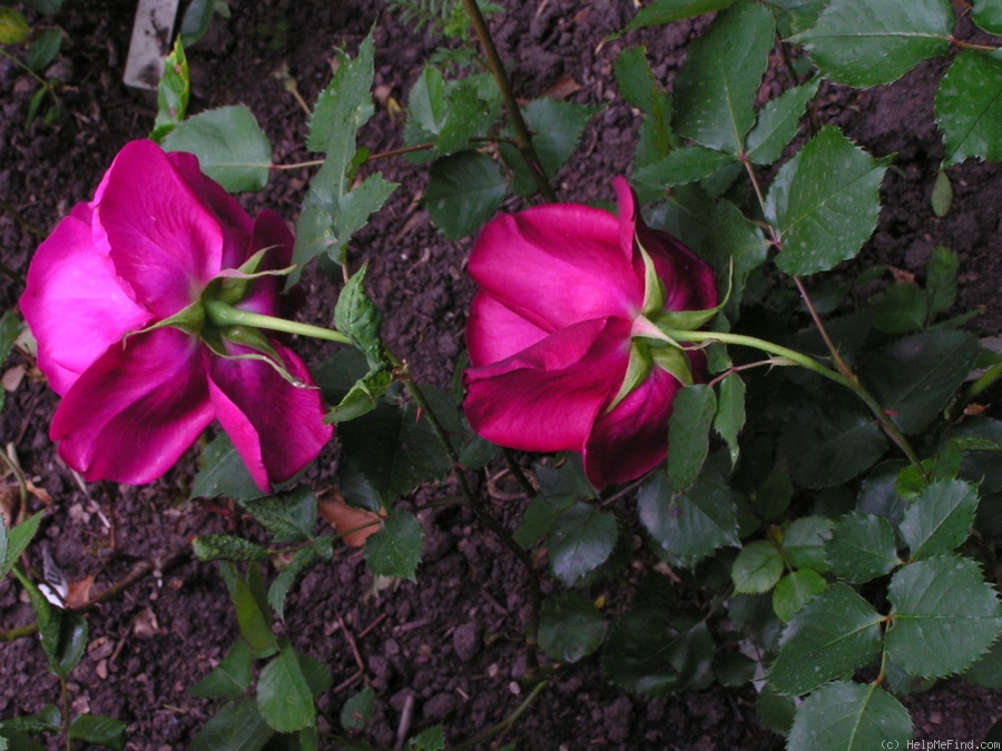 'Étoile de Hollande' rose photo