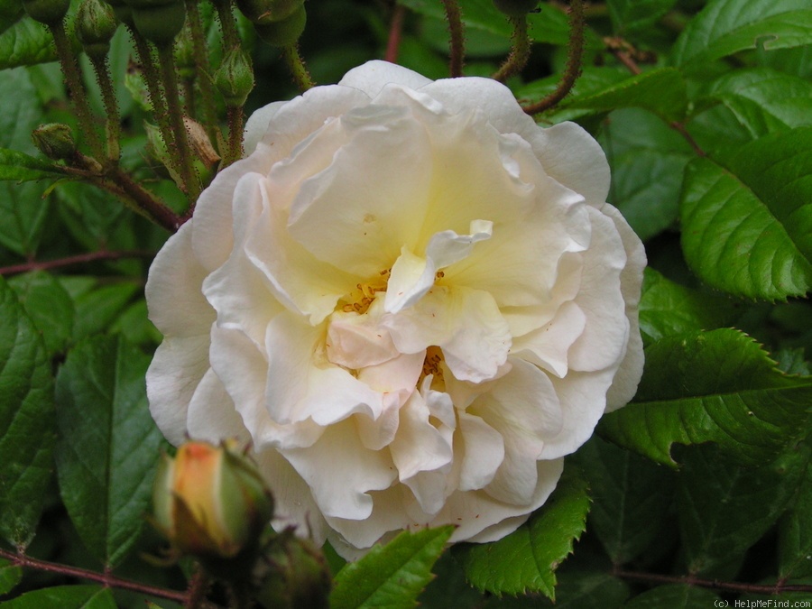'Ghislaine de Féligonde' rose photo