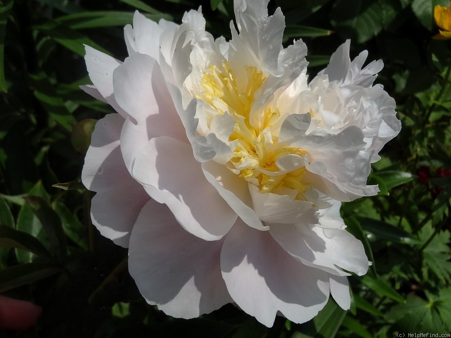 'Golly' peony photo