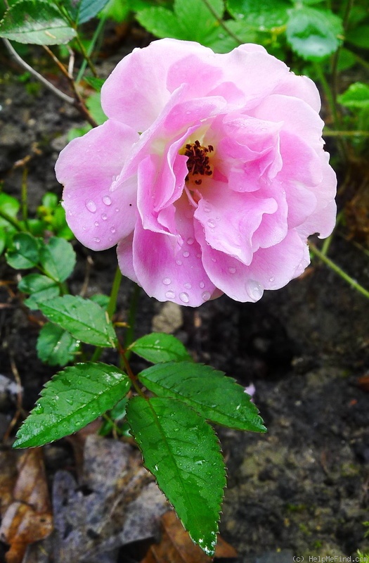 'Maud E. Gladstone' rose photo
