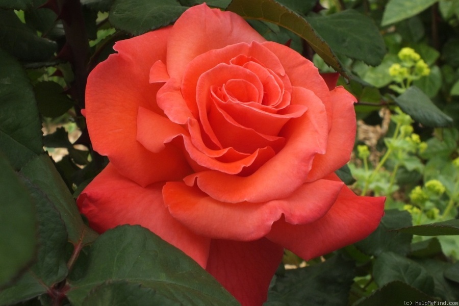 'Christoph Columbus' rose photo