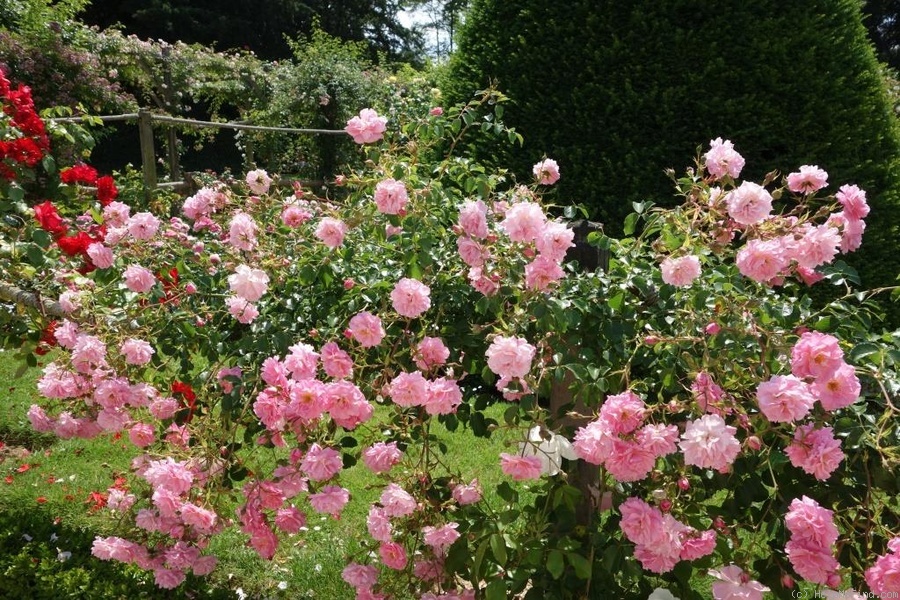 'Palissade Rose' rose photo