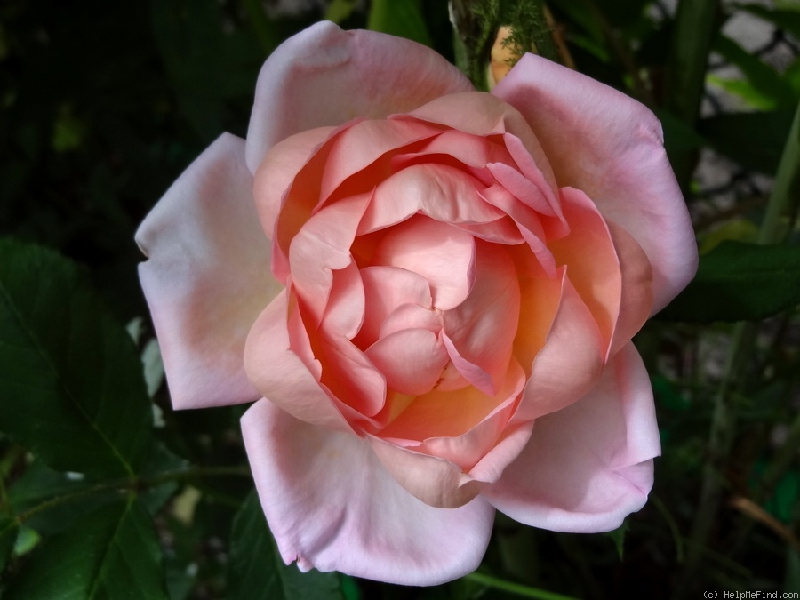 'Robert Léopold' rose photo
