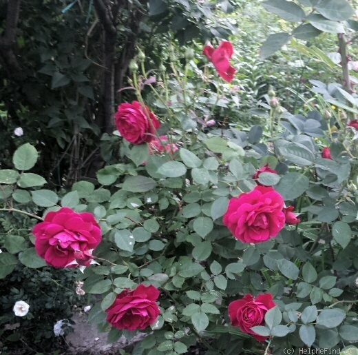 'Ramblin' Red' rose photo