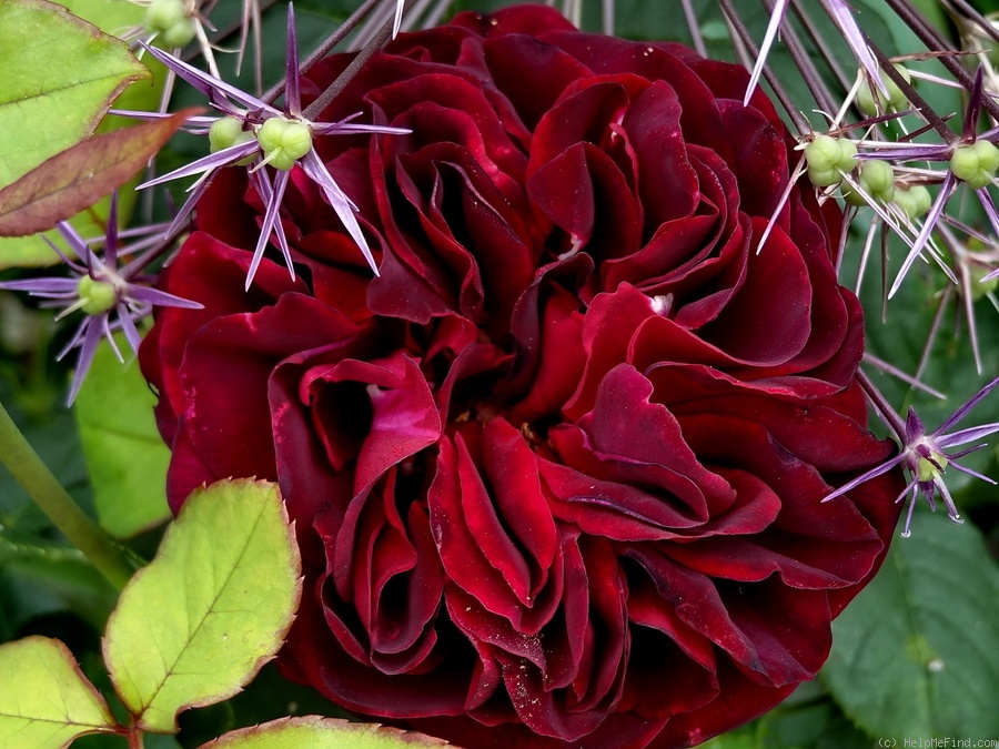 'Astrid Gräfin von Hardenberg' rose photo