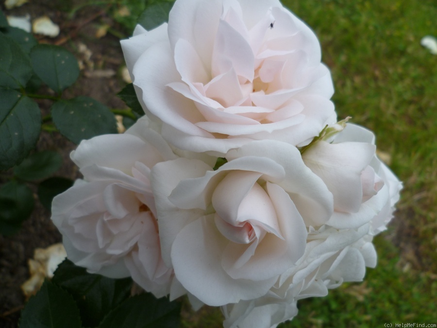 'Aspirin ® Rose' rose photo
