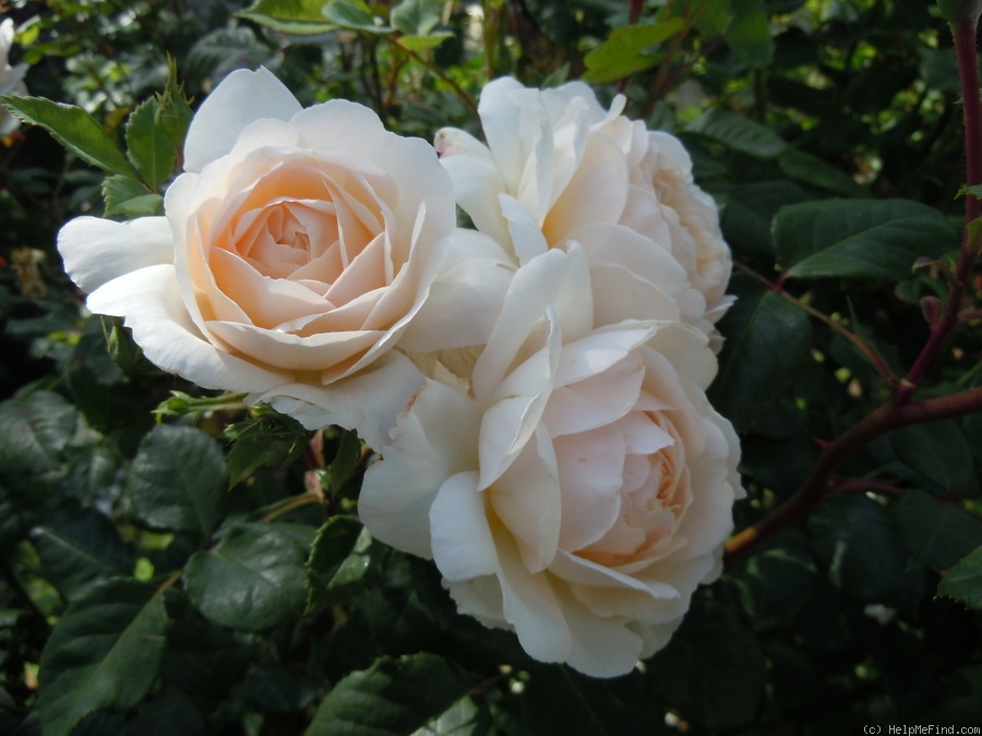 'Crocus Rose' rose photo