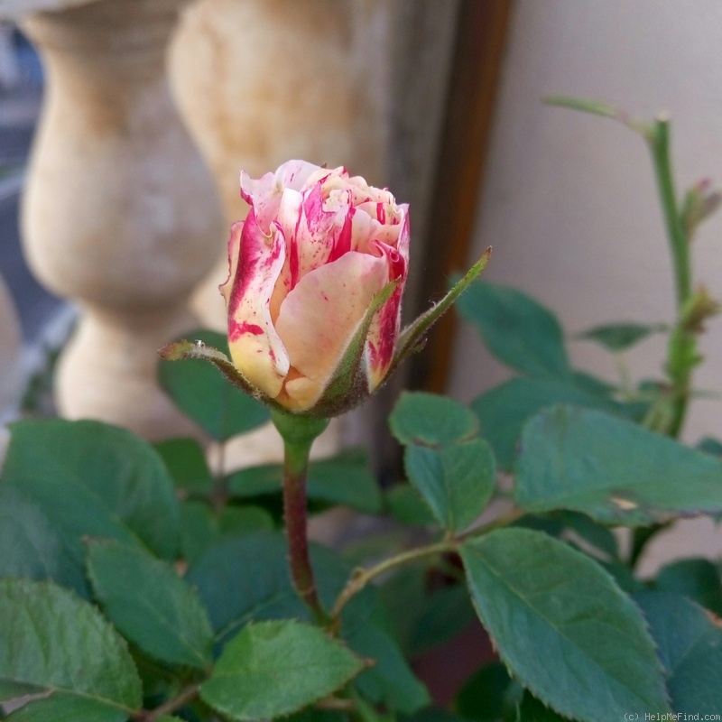 'Scentimental Sunflor ®' rose photo