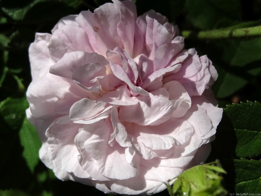 'Antoine d'Ormois' rose photo