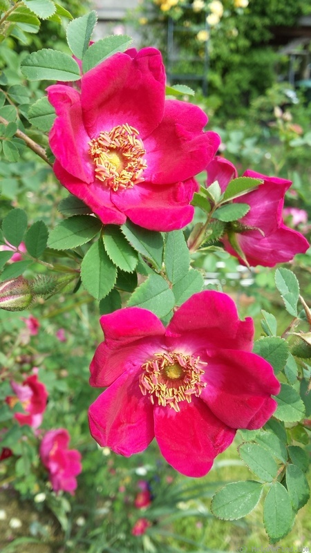 'Caladhen' rose photo