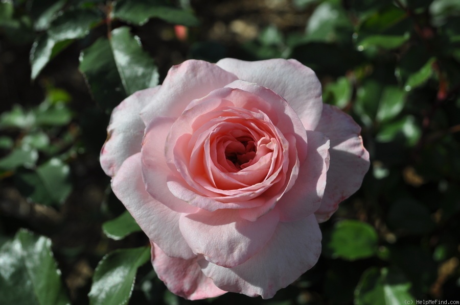 'Savannah ™ (hybrid tea, Kordes, 2013)' rose photo