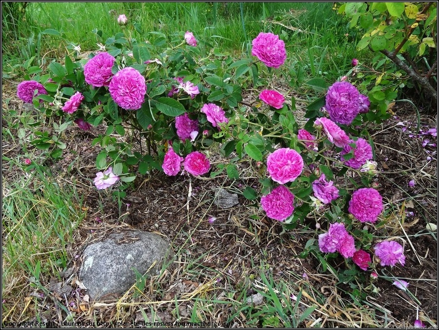 'Pompon Spong (Sangerhausen)' rose photo