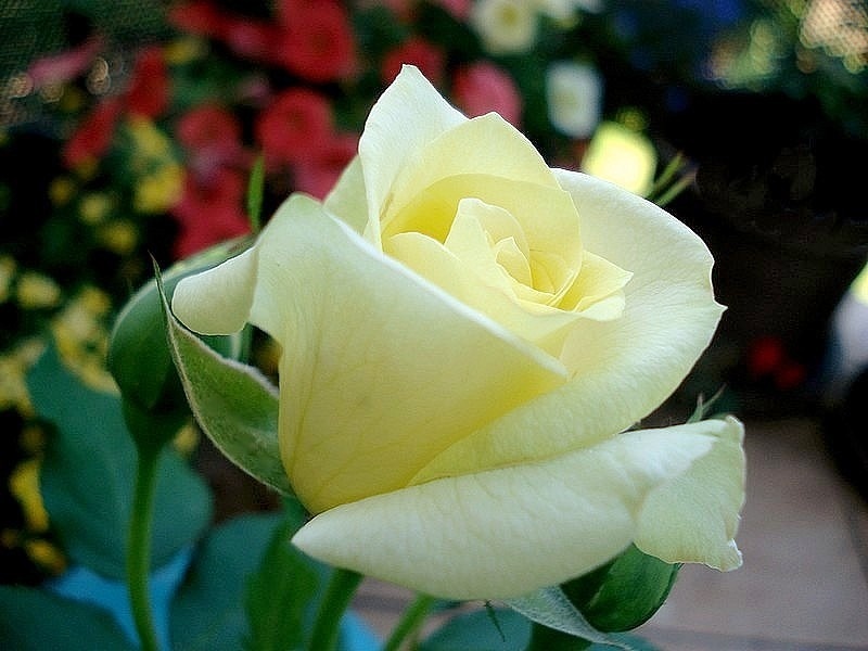 'Sterntaler ®' rose photo